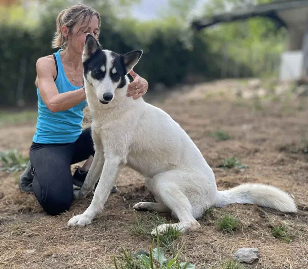 Praticienne massant le dos d'un chien de traîneau blanc et noir assis