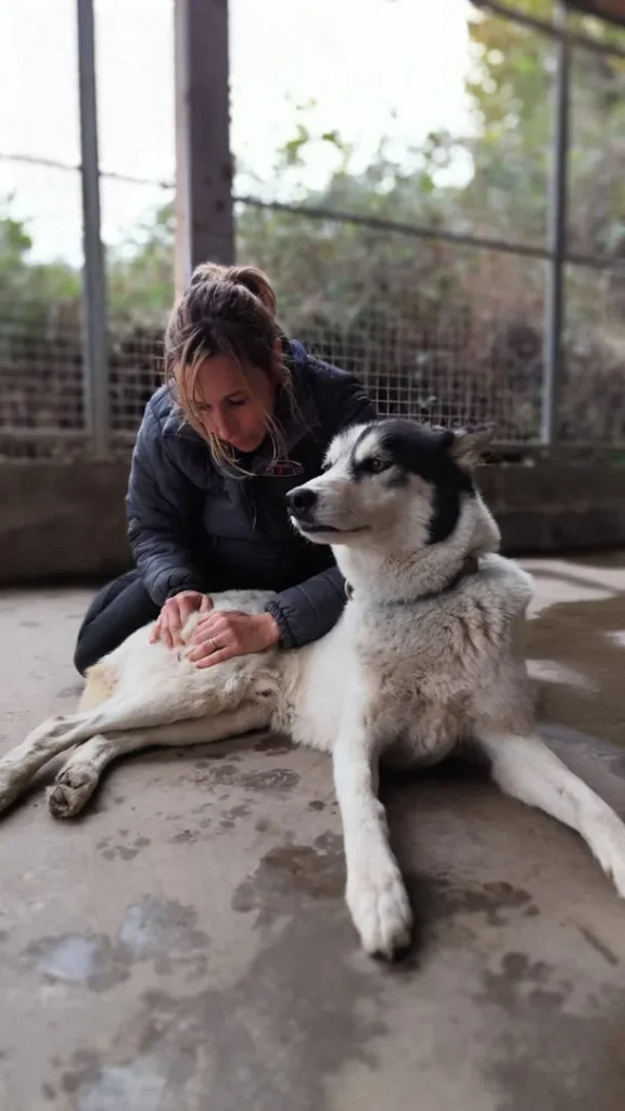 Femme massant un husky allongé sur le sol
