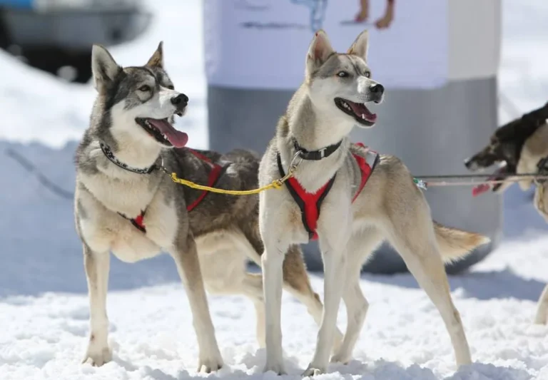 Deux huskies de Sibérie en harnais rouge attelés sur la neige