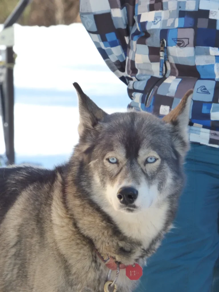 Gena, husky de Sibérie aux yeux bleus de Mushing Pyrénées, avec sa médaille de l'Iditarod